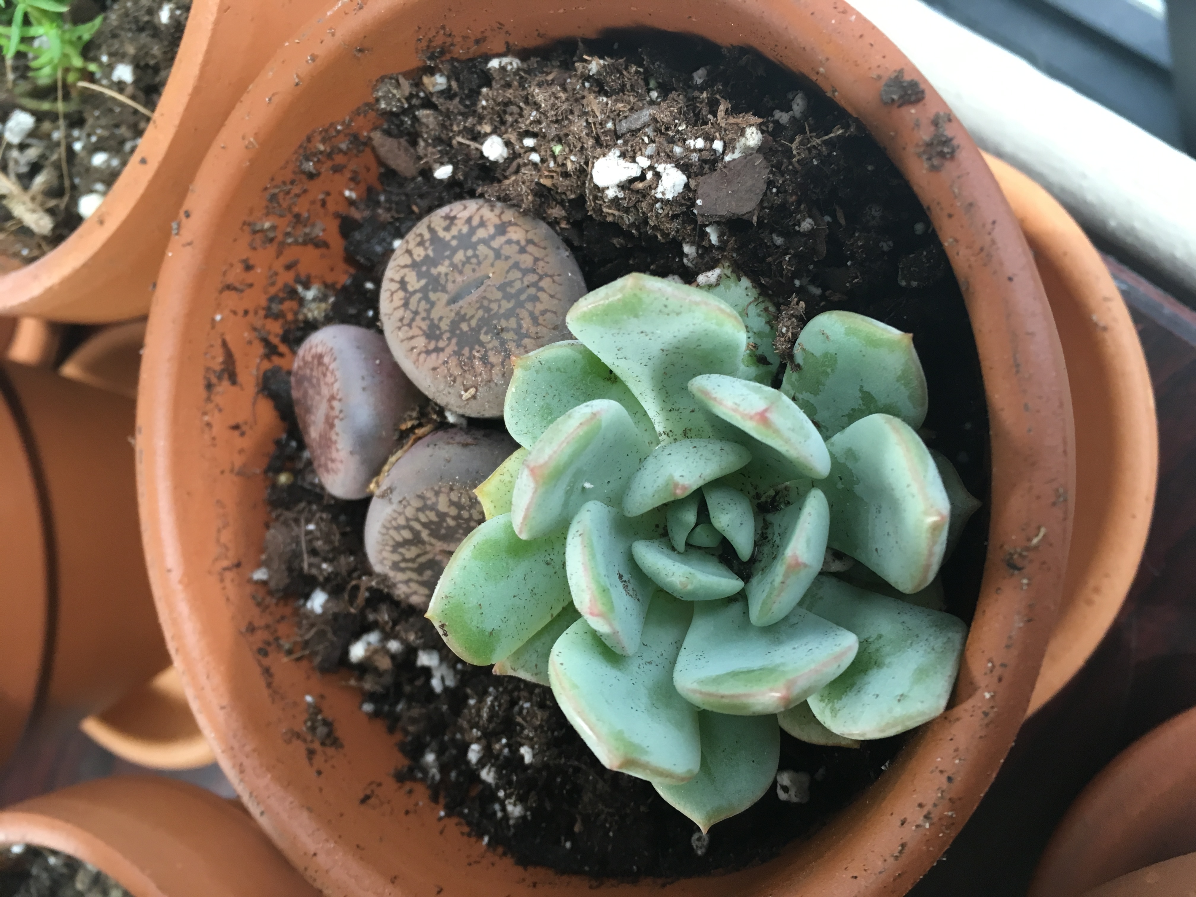 Lithops Living Stones Container Succulents for Sale Bulk Succulent